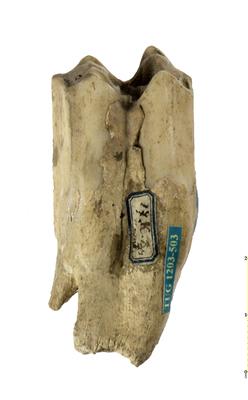 https://files.geocollections.info/large/a8/81/a881daf3-3d7d-419f-8cdf-c24c0c93faba.jpg