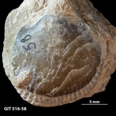 https://files.geocollections.info/large/a8/c1/a8c177a1-63a6-4505-a226-1593a3affc29.jpg