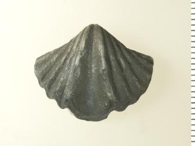 https://files.geocollections.info/large/a8/e4/a8e48fde-ebc0-4217-b087-828fb220cc0d.jpg