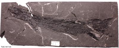 https://files.geocollections.info/large/a9/0e/a90e2b14-607f-4524-bef9-cdd6dcb209b5.jpg