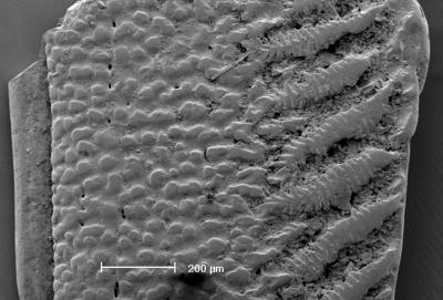 https://files.geocollections.info/large/a9/14/a91473d6-995a-4f1a-bb9e-7b48c16aa1c7.jpg