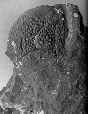 https://files.geocollections.info/large/a9/21/a921c8b6-ebf1-4860-b693-7f91ec944b20.jpg