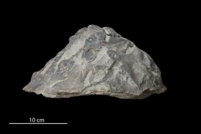 <i></i><br />Panga cliff,  m, Jaani Stage