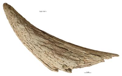 https://files.geocollections.info/large/a9/41/a941a1d9-11aa-41d6-9b77-31d08f73dd2a.jpg