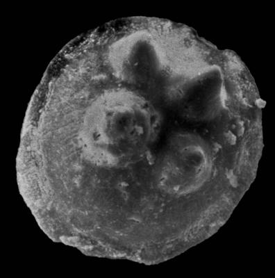https://files.geocollections.info/large/a9/6e/a96e661e-d60b-4376-87a9-aa5566875c75.jpg