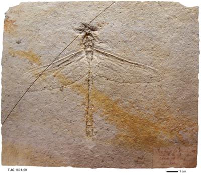 https://files.geocollections.info/large/a9/71/a971cb88-e49d-4869-b80c-a6783a2d1972.jpg