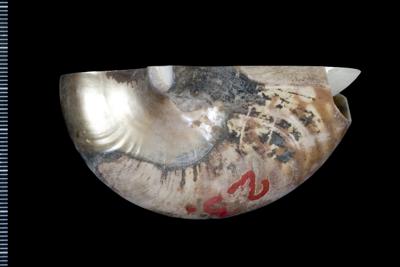 https://files.geocollections.info/large/a9/84/a984f5a8-5c46-4ab5-ae7b-f970248cd071.jpg