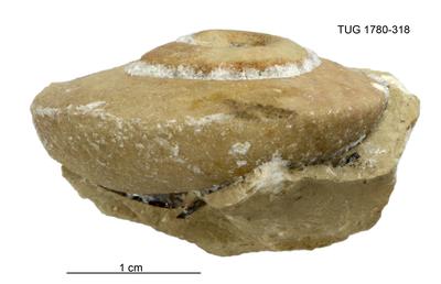 https://files.geocollections.info/large/a9/b0/a9b09e74-a1f0-461d-b11a-b8e7ab15c347.jpg