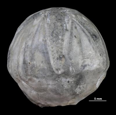 https://files.geocollections.info/large/a9/ce/a9ce2b5f-b73d-4e8d-8a08-b59203bad530.jpg
