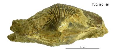 https://files.geocollections.info/large/a9/db/a9db9588-9d98-43ad-a57a-fa2584736f7f.jpg