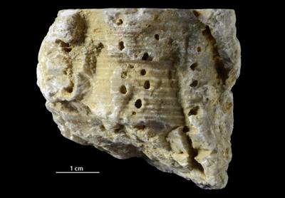 <i></i><br />Äigu alvar,  m, Kaugatuma Stage