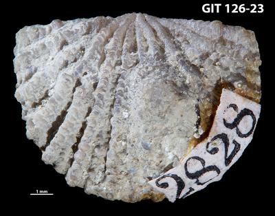 https://files.geocollections.info/large/aa/09/aa0991fe-54f9-4e83-b5f6-96da24246a13.jpg