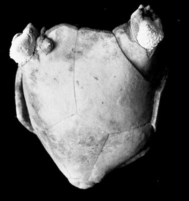 https://files.geocollections.info/large/aa/0e/aa0ed6ff-9d88-4f84-a2c4-e3e64fef693d.jpg