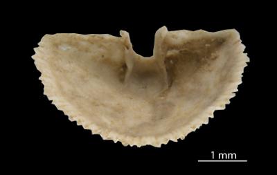 https://files.geocollections.info/large/aa/15/aa15255f-1bf5-44a4-82ef-86528e3b1f41.jpg