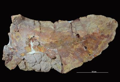 https://files.geocollections.info/large/aa/26/aa264351-9f08-492d-8ab1-ea033b15e3d5.jpg