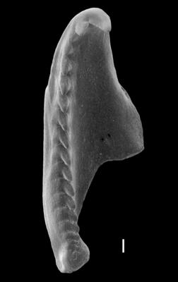 <i>Oenonites tuberculatus (Kielan-Jaworowska, 1966)</i><br />Apraksin Bor 17 borehole, Leningrad Oblast, 112.95 m, Keila Stage