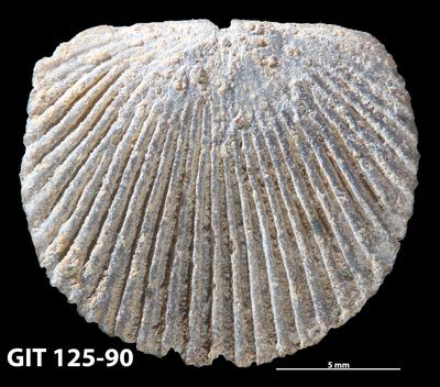 https://files.geocollections.info/large/aa/50/aa50a2b7-cd06-49cb-a72a-36372920495b.jpg