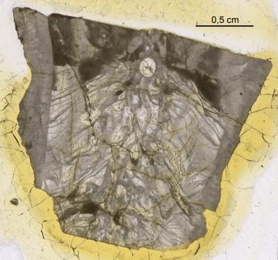 https://files.geocollections.info/large/aa/58/aa580ee0-b5e3-48ef-9529-4cd85654a135.jpg