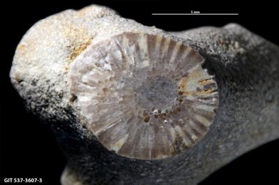 <i></i><br />Anija,  m, Idavere Substage