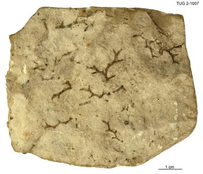 https://files.geocollections.info/large/aa/9a/aa9a2265-9940-422a-b957-965ce9fe1110.jpg