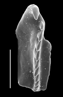 <i>Leptoprion sp.</i><br />Viru Mine, 12/28, -1.90 m, Uhaku Stage