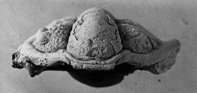 https://files.geocollections.info/large/aa/da/aada9d8e-692b-4952-a7fe-84619e815677.jpg