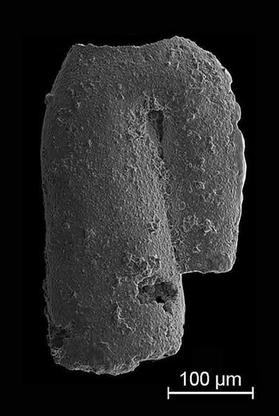 https://files.geocollections.info/large/aa/f9/aaf97f58-c17c-4091-bbc6-7687f56fd79f.jpg