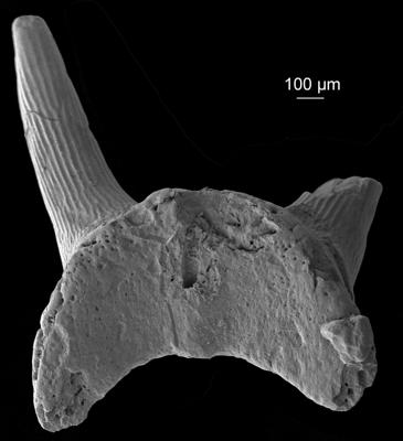 https://files.geocollections.info/large/ab/06/ab06c44f-c166-4aab-b16a-d3973bce2b93.jpg