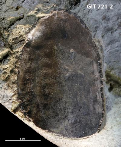 https://files.geocollections.info/large/ab/23/ab23ea1b-d616-4b8a-9df5-cf25be2b9f54.jpg