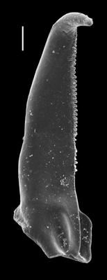 <i>Lanceolatites gracilis Bergman, 1987</i><br />Paatsalu 527 borehole, 66.25 m, Wenlock