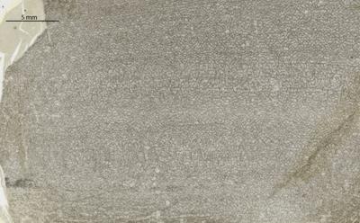 https://files.geocollections.info/large/ab/83/ab835b62-b530-4f1e-afca-8db25c633eac.jpg