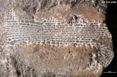 https://files.geocollections.info/large/ab/9b/ab9b1e6a-0f9e-41e6-a288-8f765e15eae6.jpg