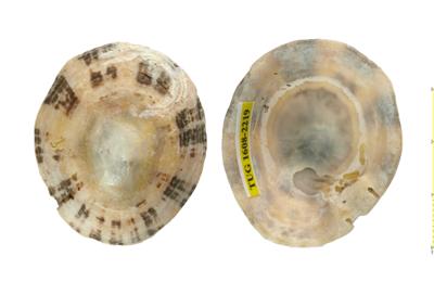 https://files.geocollections.info/large/ab/a6/aba6d09c-9e77-4eab-a4a7-3daa8dbdecd0.jpg