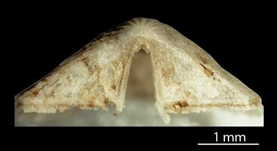 https://files.geocollections.info/large/ab/aa/abaa8b1a-3396-4502-854a-bb84c4c2a681.jpg