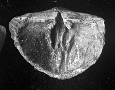 https://files.geocollections.info/large/ab/c1/abc17eeb-1be4-465e-b7d1-91f536bfcfae.jpg