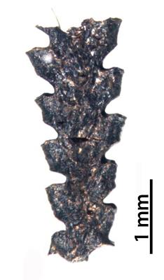 https://files.geocollections.info/large/ab/cb/abcb1eee-9f0d-4aa5-a324-2b0936fd3a13.jpg