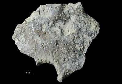 <i></i><br />Päärdu outcrop,  m, Adavere Stage