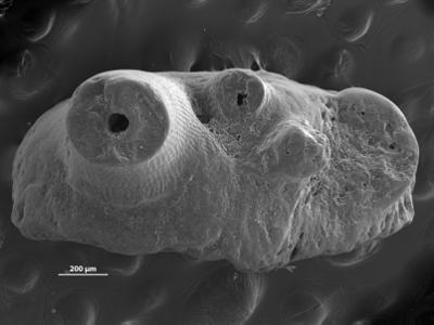 https://files.geocollections.info/large/ab/e0/abe08f78-31b4-450c-88d3-e93c2177f939.jpg