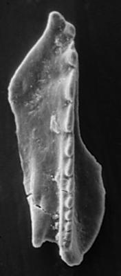 <i>Polychaetura gracilis Kozlowski, 1956</i><br />Apraksin Bor 17 borehole, Leningrad Oblast, 104.15 m, Keila Stage