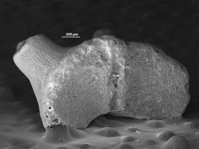 https://files.geocollections.info/large/ab/f3/abf3eb7e-11fb-4c6d-9c90-2b16cd040755.jpg