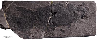 https://files.geocollections.info/large/ac/09/ac09f3fa-d2a0-4b6a-9f49-78191724fa1f.jpg