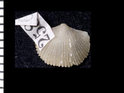 https://files.geocollections.info/large/ac/2a/ac2aa79d-a360-4a12-9d8d-5c8c9e35d33d.jpg