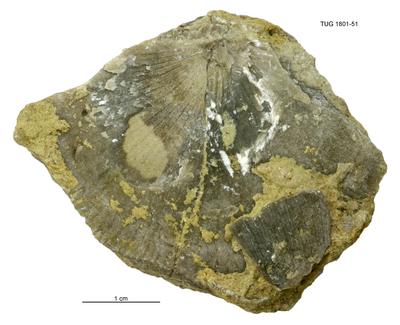 https://files.geocollections.info/large/ac/61/ac614ae8-e8b9-4eb9-a730-2cb37ff724e6.jpg