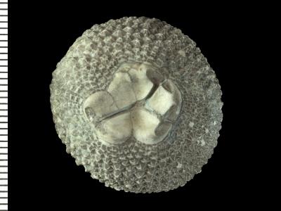 https://files.geocollections.info/large/ac/77/ac77c02a-c9fa-4fed-ae1c-8c90a2351bfc.jpg