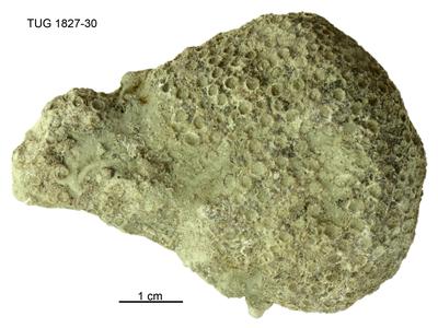 https://files.geocollections.info/large/ac/7d/ac7dfec3-b396-4809-8b84-13fee23e0b30.jpg