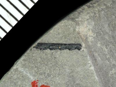 https://files.geocollections.info/large/ac/9d/ac9de82d-1985-4f3c-bc0b-c086d88e27e9.jpg