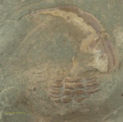 https://files.geocollections.info/large/ac/c8/acc8a488-1d38-49a5-8f8c-eab07104b4ce.jpg