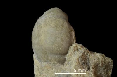 https://files.geocollections.info/large/ac/c9/acc92512-35f0-47c9-9e7a-da14b38d488d.jpg