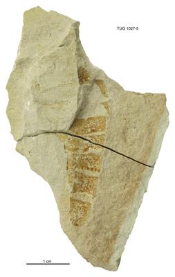 https://files.geocollections.info/large/ac/d9/acd9cd5e-9045-48cf-8643-0cbf65050023.jpg