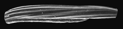 https://files.geocollections.info/large/ac/dd/acdd9965-da66-4617-a449-ece8b6c95498.jpg